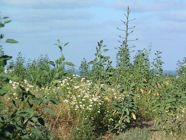 Le Jardin des Hespérides