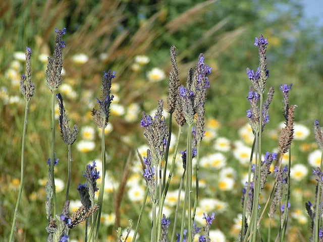 Der Garten der Hesperiden