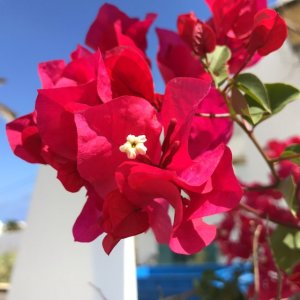 Bougainvillea