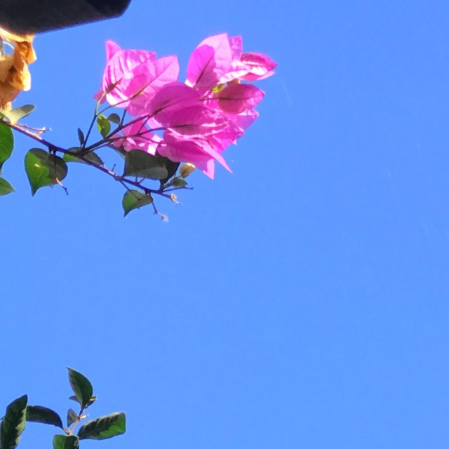 Bougainvillea