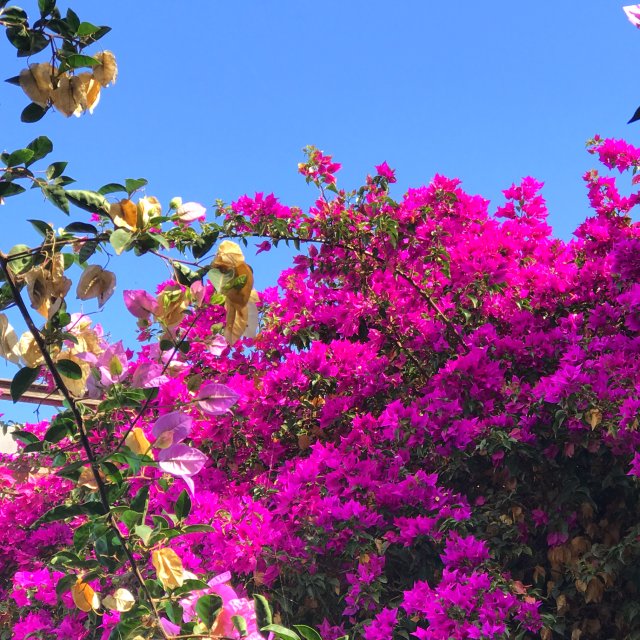 Bougainvillea