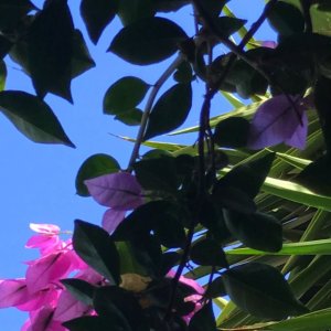 Bougainvillea