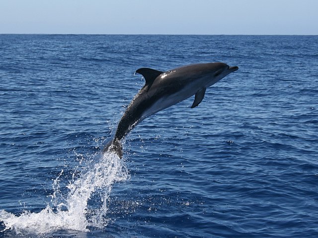 Dauphins à les Îles Canaries