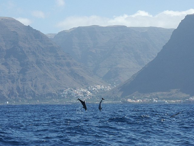 Dolphins in the Canary Islands