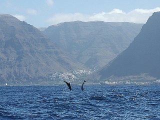 Dauphins à les Îles Canaries