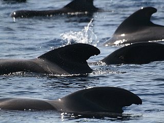 Dauphins à les Îles Canaries