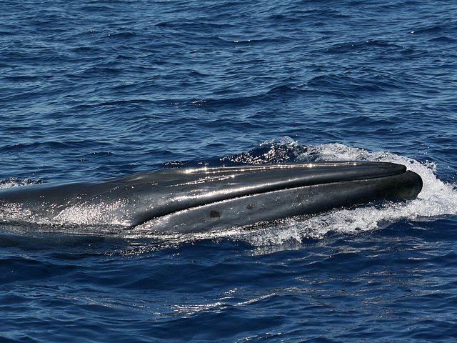 Dauphins à les Îles Canaries