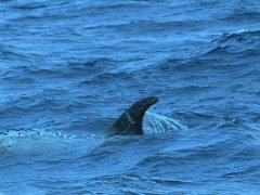 Les dauphins au large de la côte de Arrieta