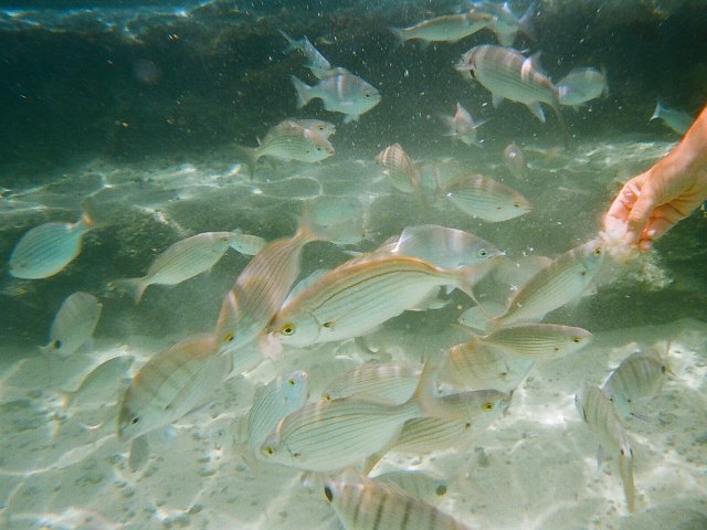 Monde sous-marin dans la piscine de marée