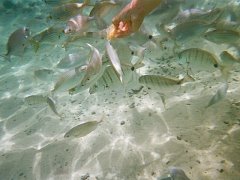 Monde sous-marin dans la piscine de marée