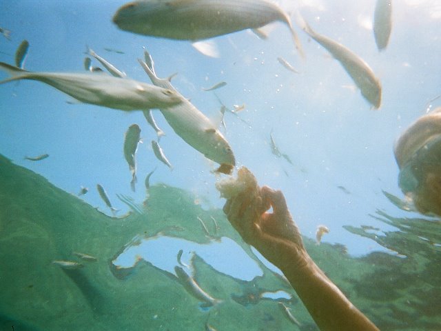 Monde sous-marin dans la piscine de marée