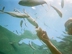 Monde sous-marin dans la piscine de marée