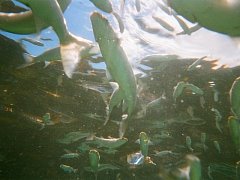 Monde sous-marin dans la piscine de marée