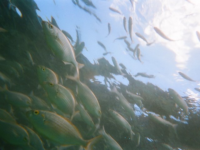 Monde sous-marin dans la piscine de marée