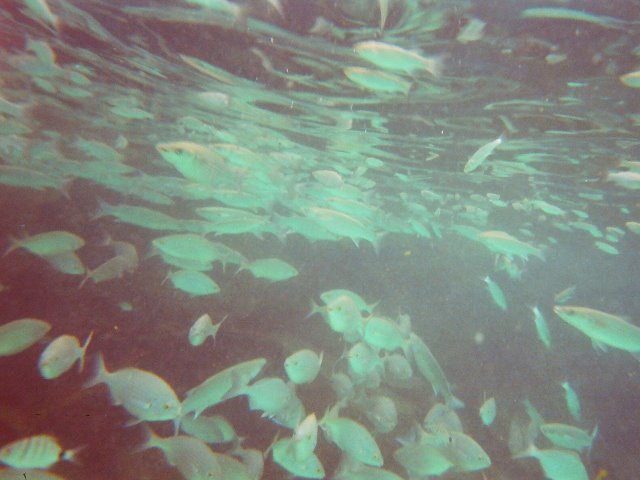 Monde sous-marin dans la piscine de marée