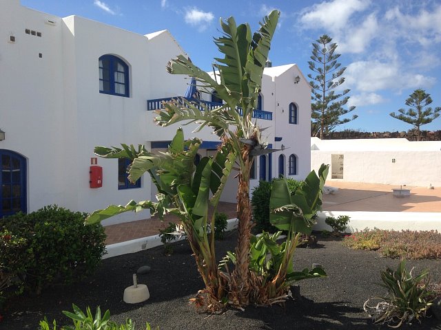 La strelitzia blanca