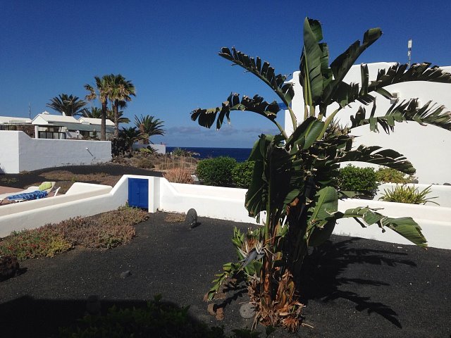 La strelitzia blanca