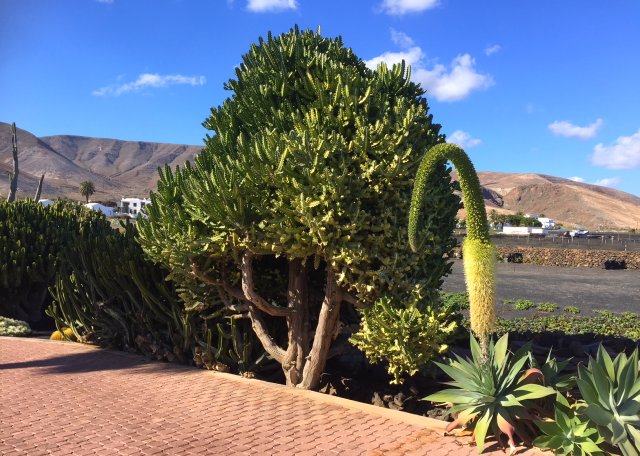 Joyeux Noël de Lanzarote